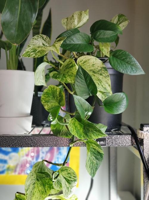 How to Grow Different Pothos in One Pot 