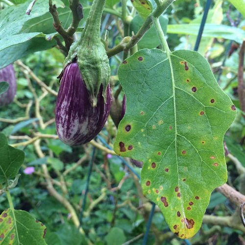 How to Prune Eggplants for Super Harvest 4