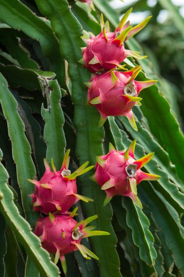 8 Exotic Fruits that Grow on Cactus | Balcony Garden Web