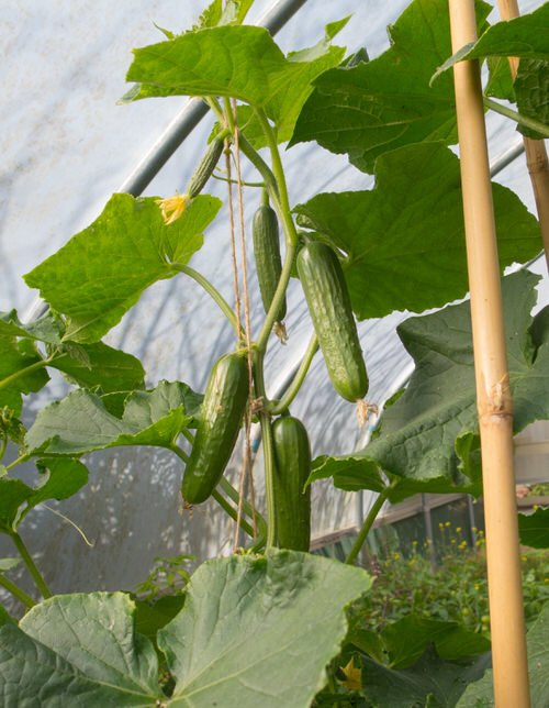 How to Avoid Bitter Cucumbers and Grow Sweet & Juicy Fruits