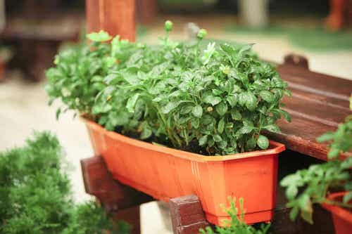 Fast-Growing Leafy Green Vegetables You Can Harvest in Just 15 Days 10