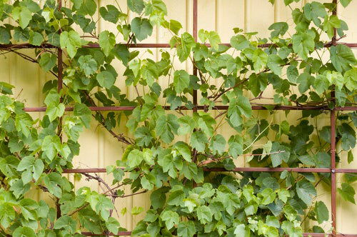 How to Make a Trellis for Grapevines 10