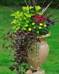 27 Incredible Combinations with Petunias | Balcony Garden Web