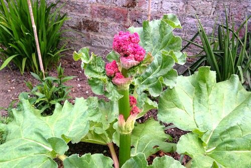 Should I Let my Rhubarb Flower 3