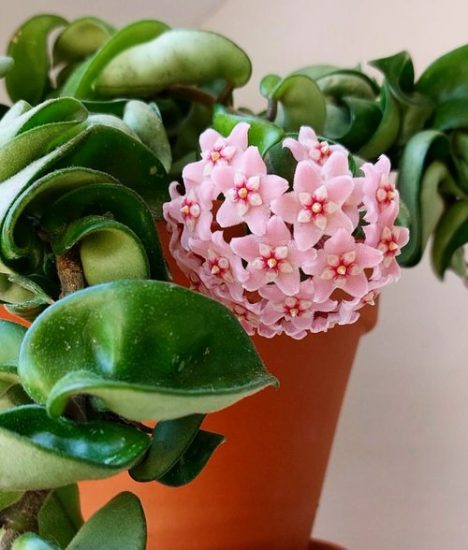 How to Get a Hoya Plant to Bloom | Hoya Flowering Secrets