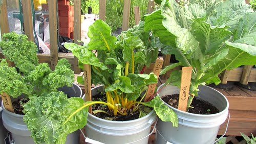 top Best Vegetables to Grow in 5 Gallon Buckets