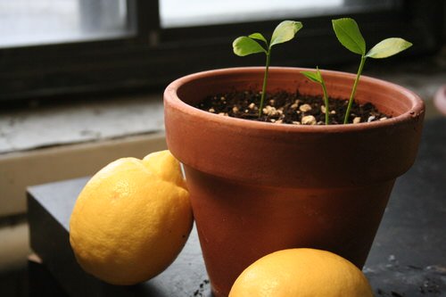 Fruits You Can Grow from Seeds and Leftovers from Kitchen 2