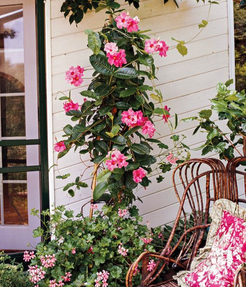 Curb Appeal's Finest Plants1