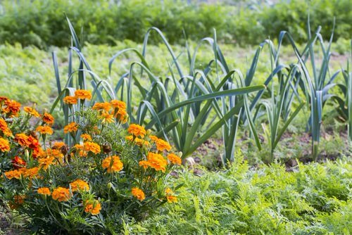 Marigold in Vegetable Garden Pictures 3