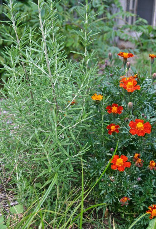 Marigold in Vegetable Garden Pictures 8
