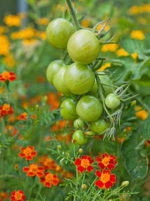 Marigold in Vegetable Garden Pictures 6