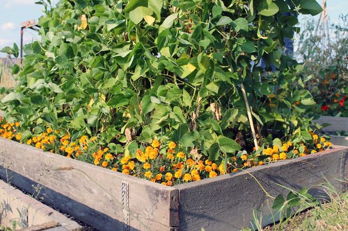 Marigold in Vegetable Garden Pictures 11