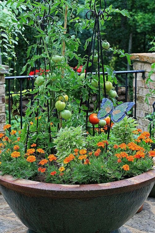 Marigold in Vegetable Garden Pictures