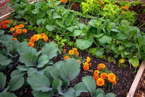 Marigold in Vegetable Garden Pictures 10