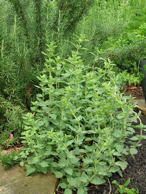 Best Companion herbs Plants for Eggplants