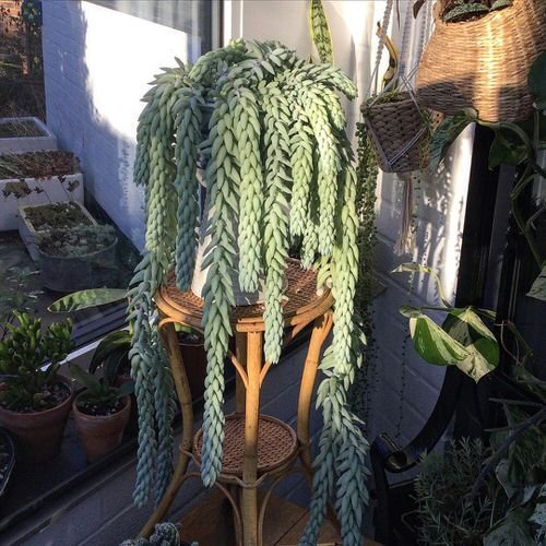 How to Grow Big Burro's Tail Like Pictures 2