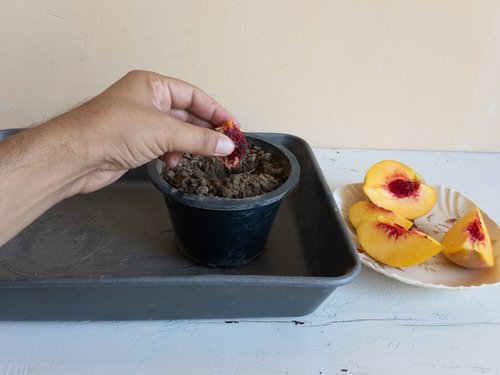 Fruits You Can Grow from Seeds and Leftovers from Kitchen 3