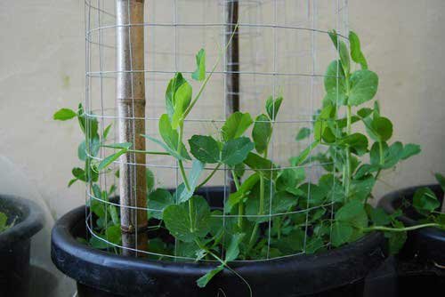 Best Vegetables to Grow in 5 Gallon Buckets in near house