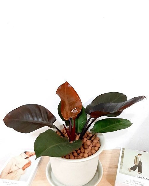Marvelous Philodendrons You Will Truly Adore 8