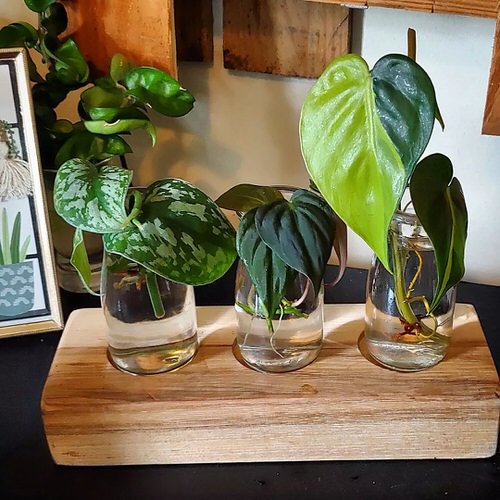 Growing Philodendron Brasil in Water 2