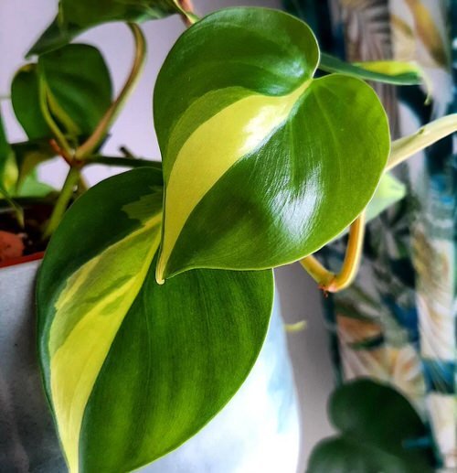 Growing Philodendron Brasil in Water