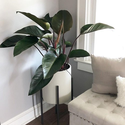 Stunning Philodendrons You Will Absolutely Love 7