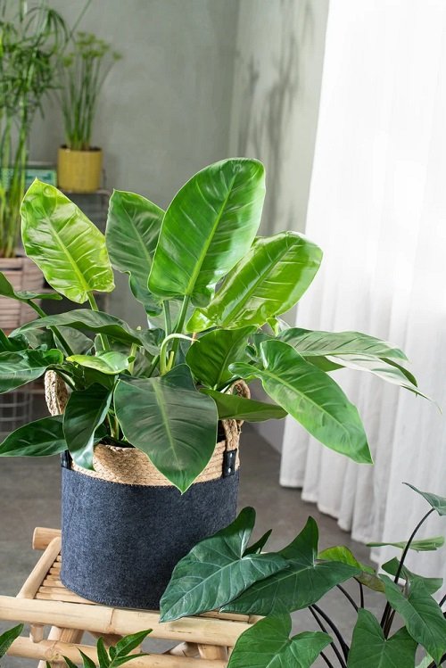 Marvelous Philodendrons You Will Truly Adore 2
