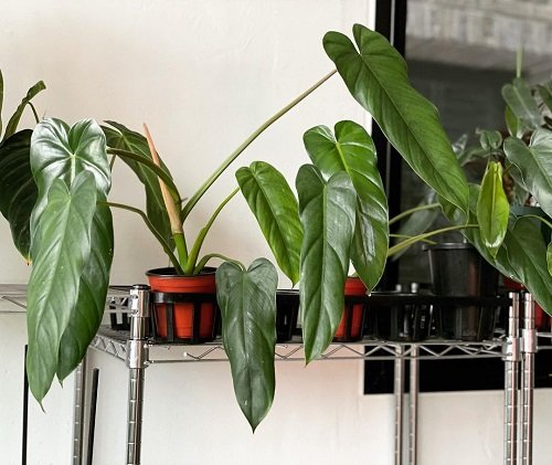 beautiful Philodendrons You Will Absolutely Love