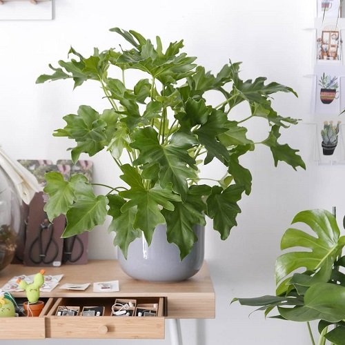 Marvelous Philodendrons You Will Truly Adore 3