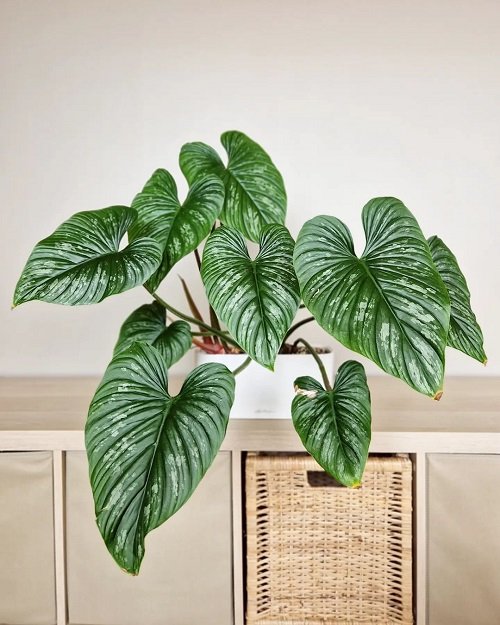 Wonderful philodendrons You Will Totally Adore