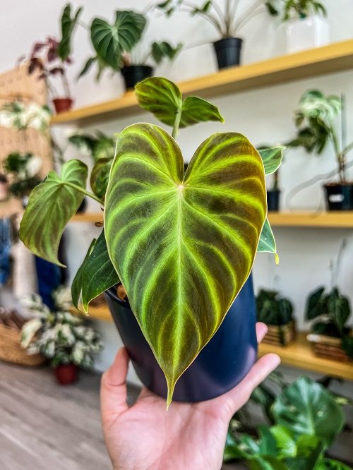 Stunning Philodendrons indoor 