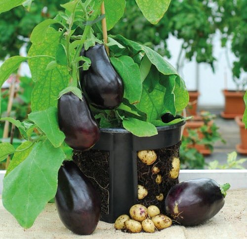 Companion Plants for Eggplants 19