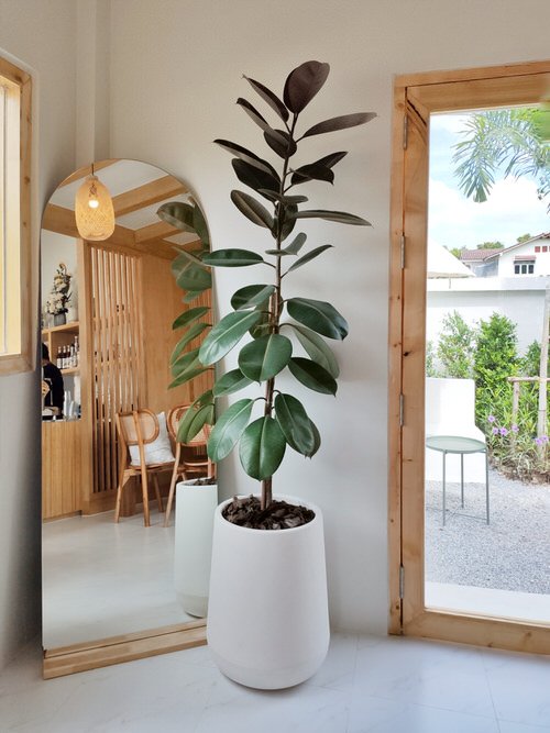 Most Resilient Houseplants 11