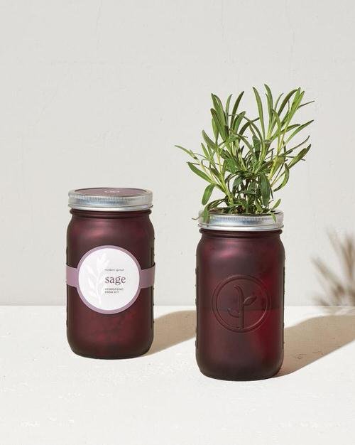 Herbs You Can Grow in Big Wine Glasses & Mason Jars 10