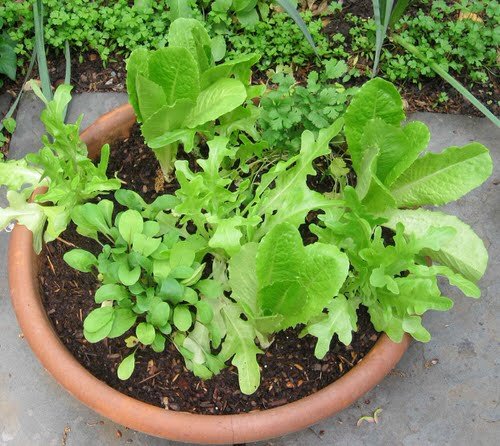 DIY Salad Bowl Ideas 7