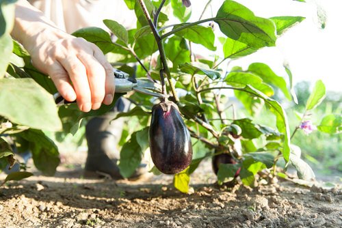 Should You Prune Eggplants