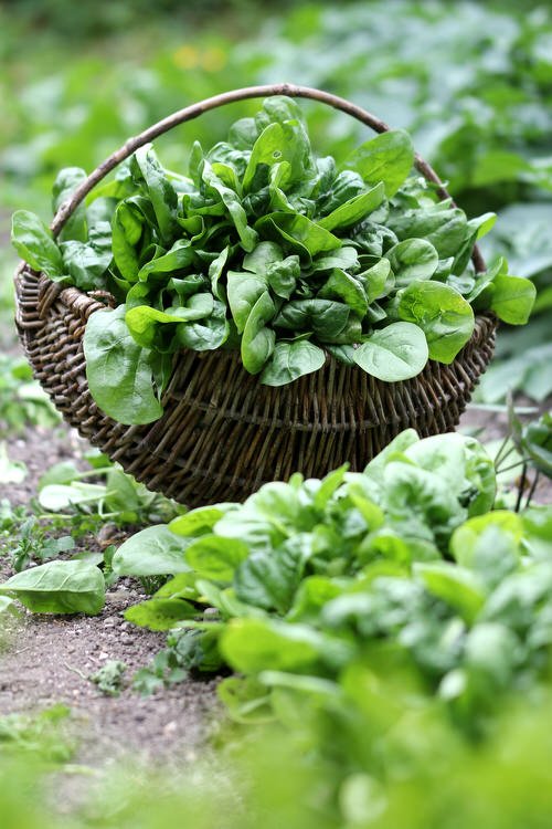 Fast-Growing Leafy Green Vegetables You Can Harvest in Just 15 Days 7