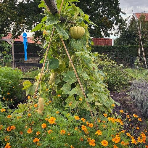 Growing Squash Vertically