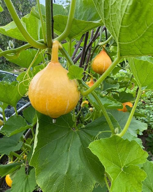 Growing Squash Vertically 2