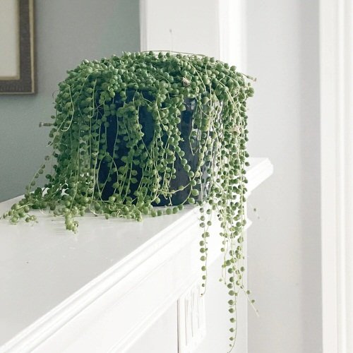 How to Save a Dying String of Pearls