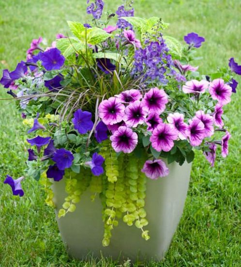 27 Incredible Combinations with Petunias | Balcony Garden Web