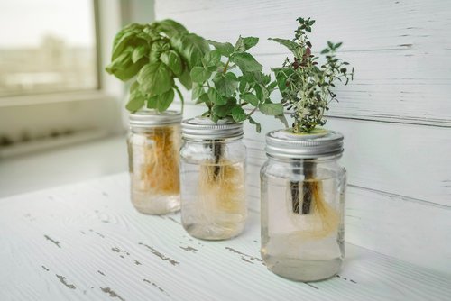 Herbs You Can Grow in Big Wine Glasses & Mason Jars 3