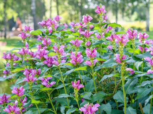 Best Perennial Flowers from Ohio 2