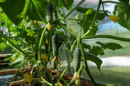How to Avoid Bitter Cucumbers and Grow Sweet & Juicy Fruits 2