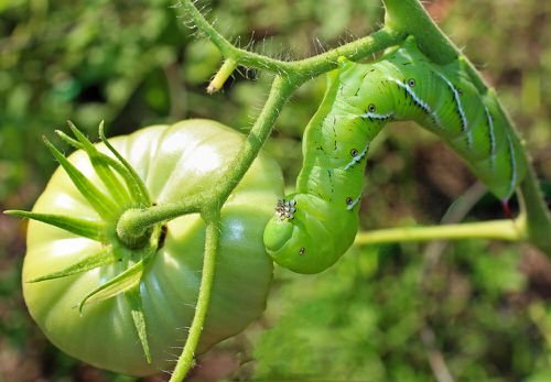 How to Get Rid of Tomato Hornworms