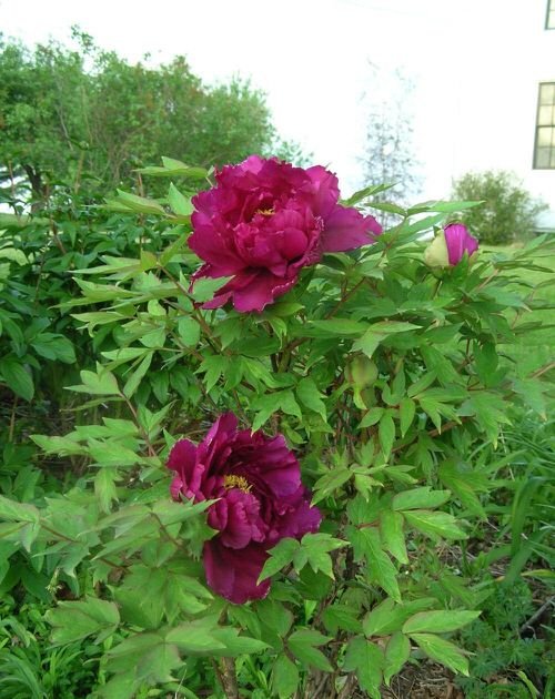 Purple Peony Varieties 3