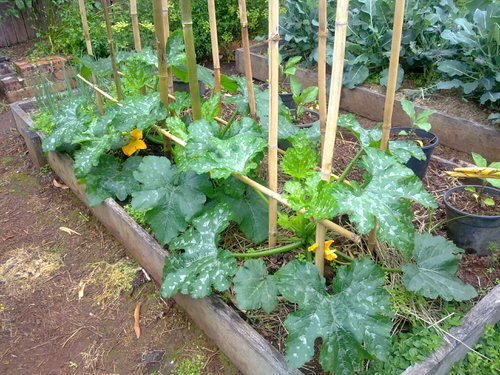 How to Grow Zucchini Vertically to Save Space and Unlimited Harvest