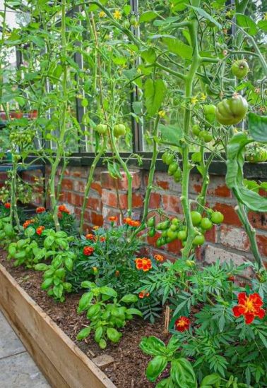 11 Best Herbs to Plant with Tomatoes | Tomato Companion Herbs