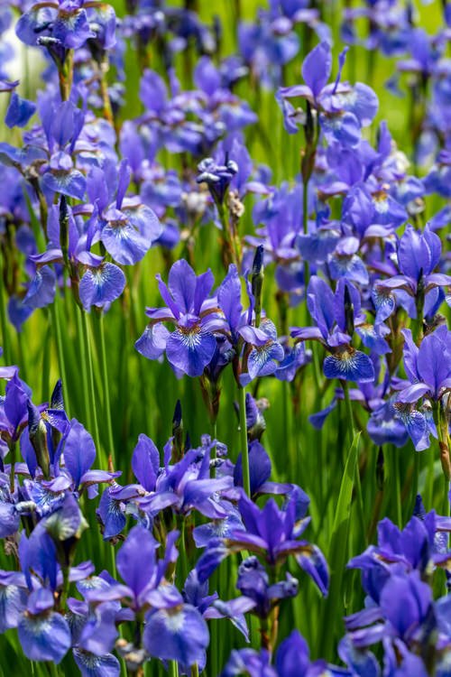 Best Perennial Flowers from Ohio 5