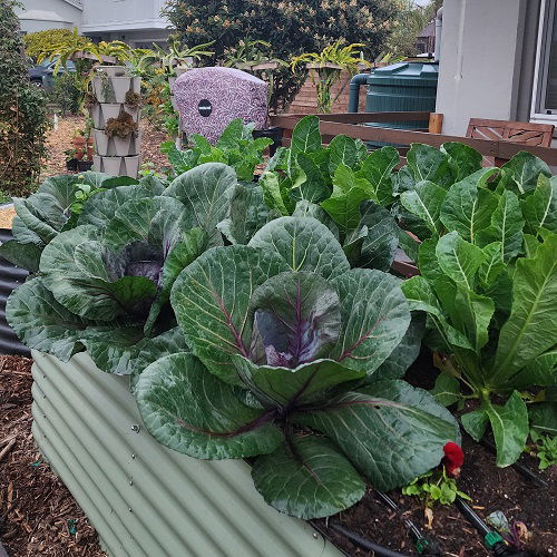 Tips to Grow Giant Big Cabbages 2